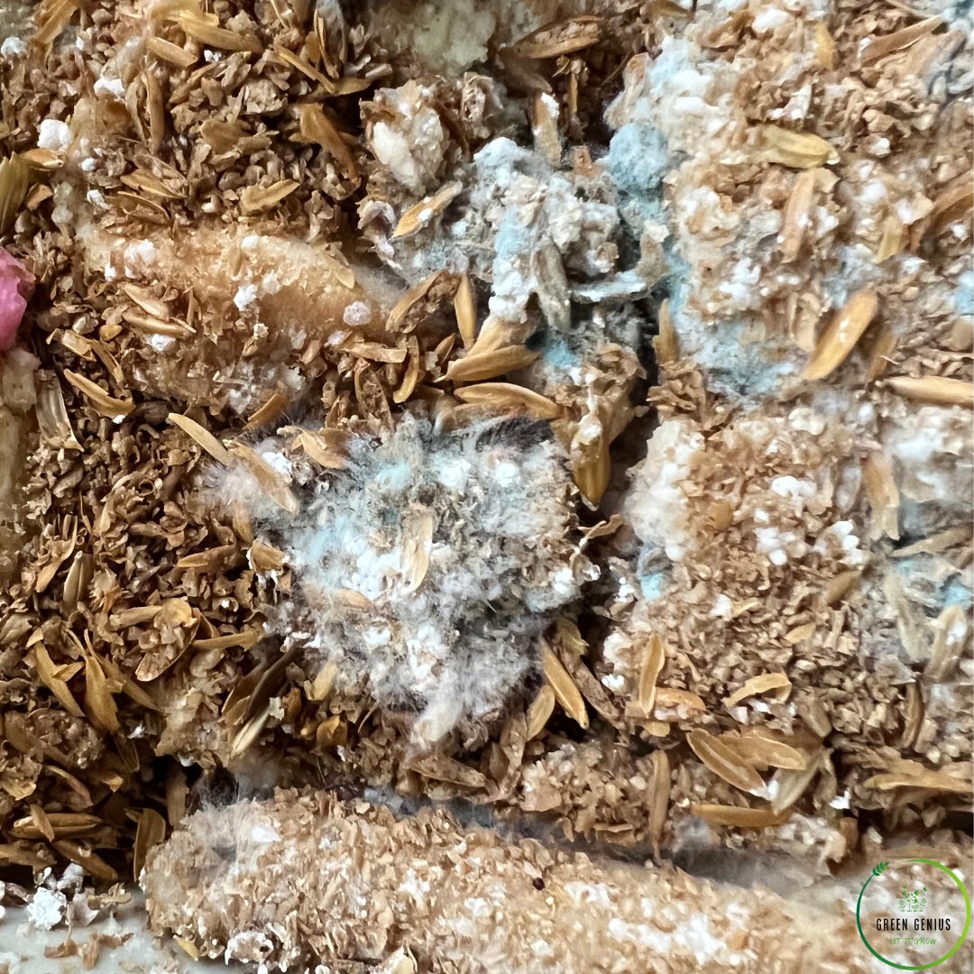 Breathing Life into Your Garden: The Magic of Bokashi Composting - Green Genius