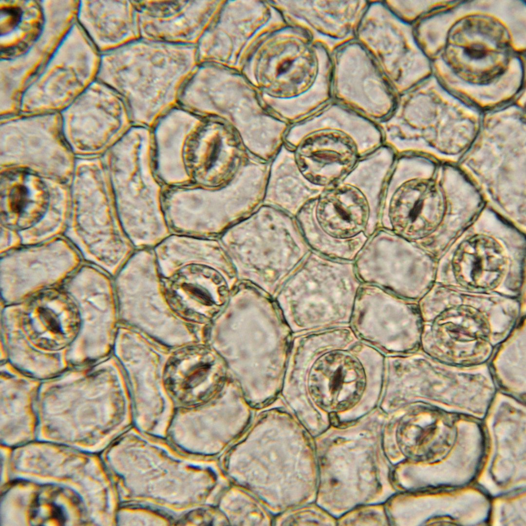 To Spray or Not To Spray: The Benefits of Foliar Feeding - Green Genius