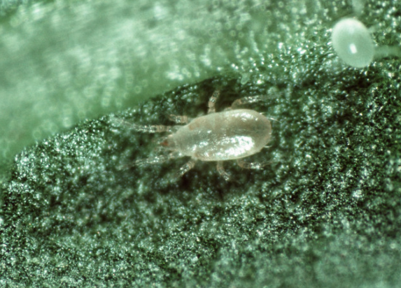 BugforBugs Cucumeris Mites