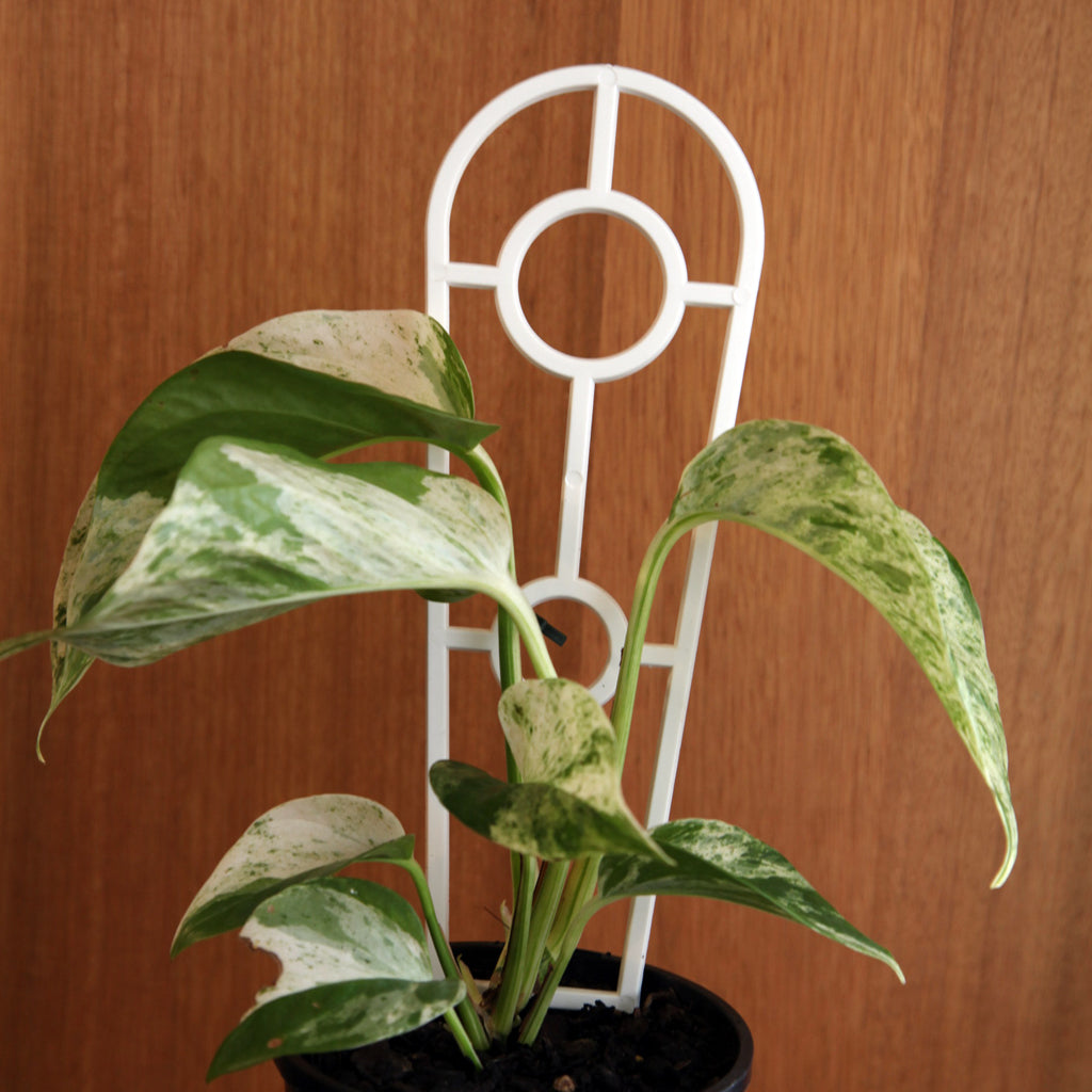 300mm Ladder / Plant Trainer