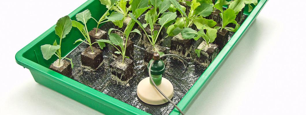 Blumat Flat Capillary