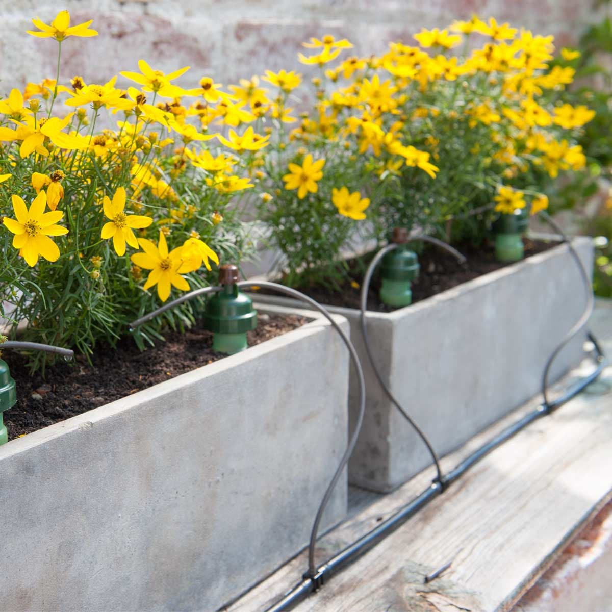 Blumat Regular Carrot