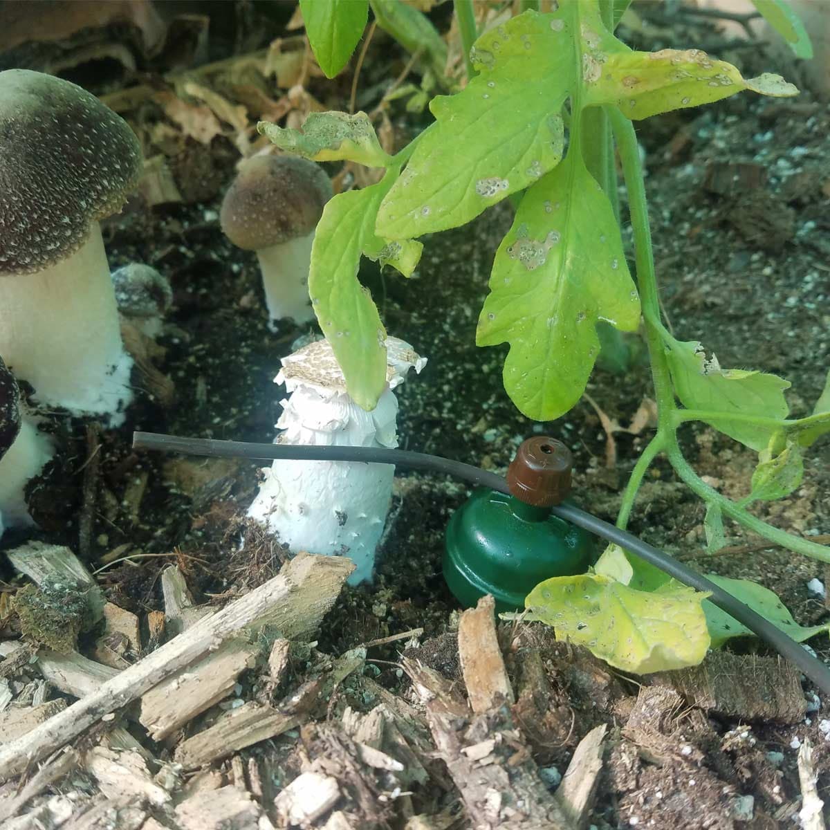 Blumat Regular Carrot