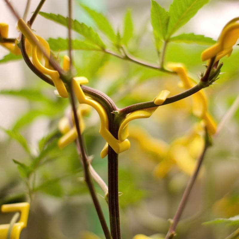 BudTrainer BudClips® 20pk