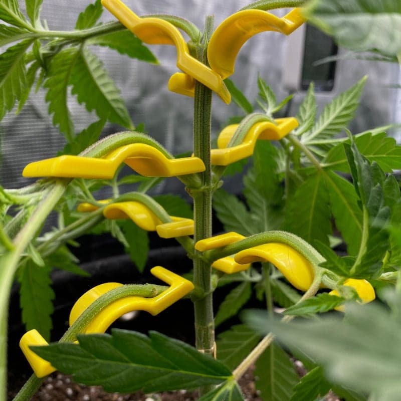 BudTrainer BudClips® 20pk