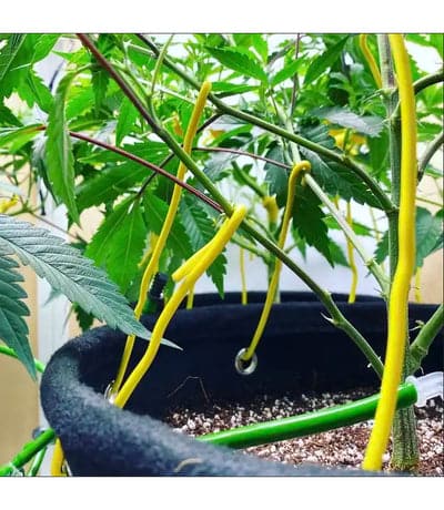 BudTrainer BudHuggers