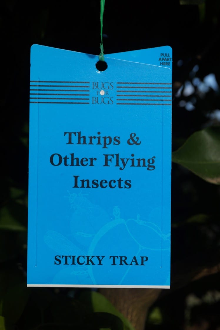 BugsforBugs Blue Sticky Traps