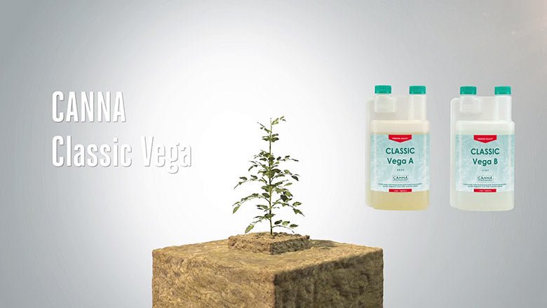 Canna Classic Vega A&B