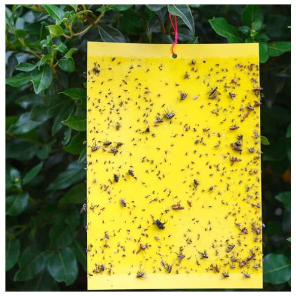 Insect Glue Traps – 10 pack