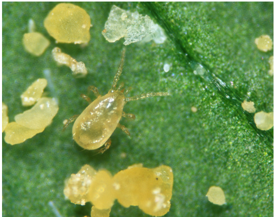 Beneficial Bugs