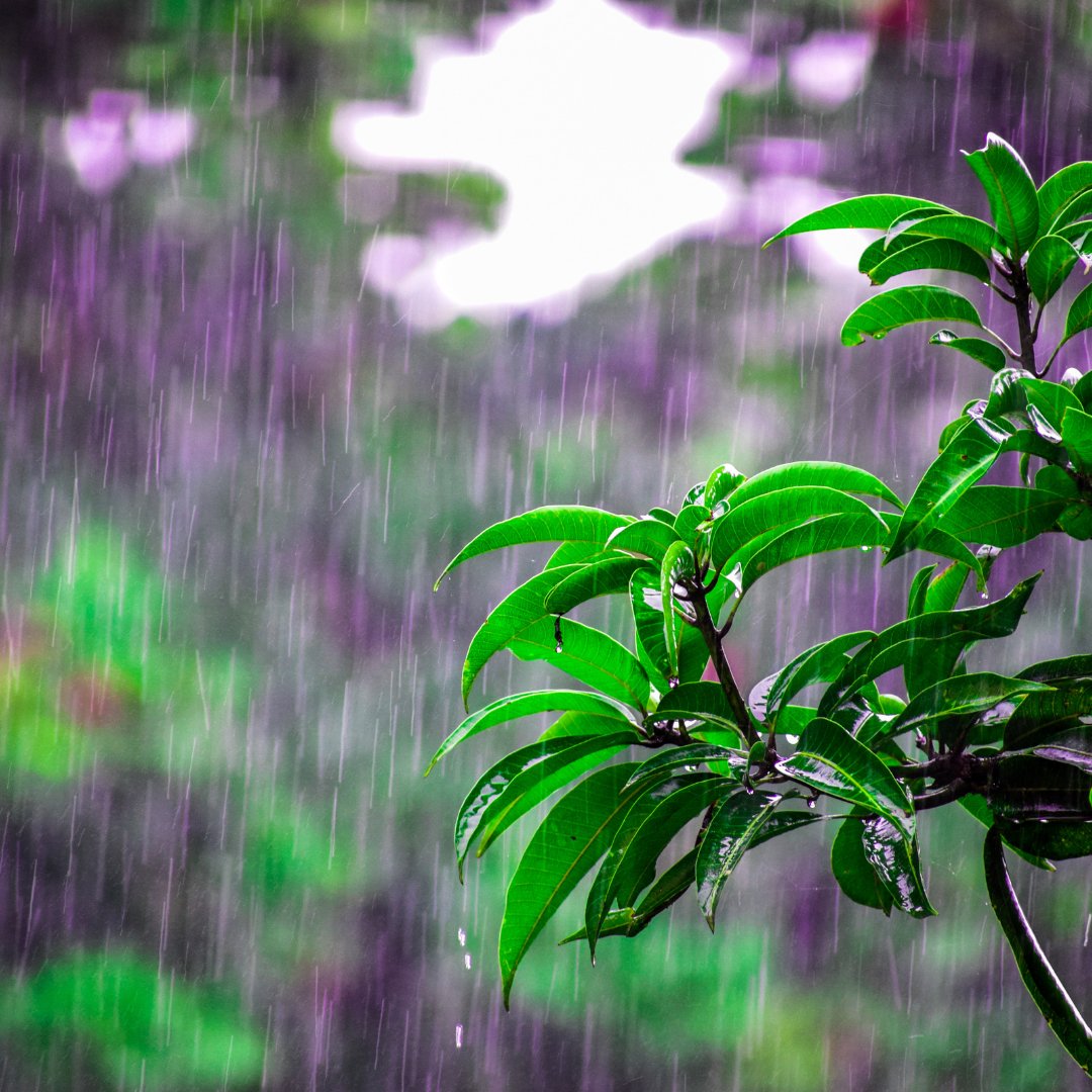 Exploring Water Quality: Rainwater, Reverse Osmosis, and Tap Water - Green Genius