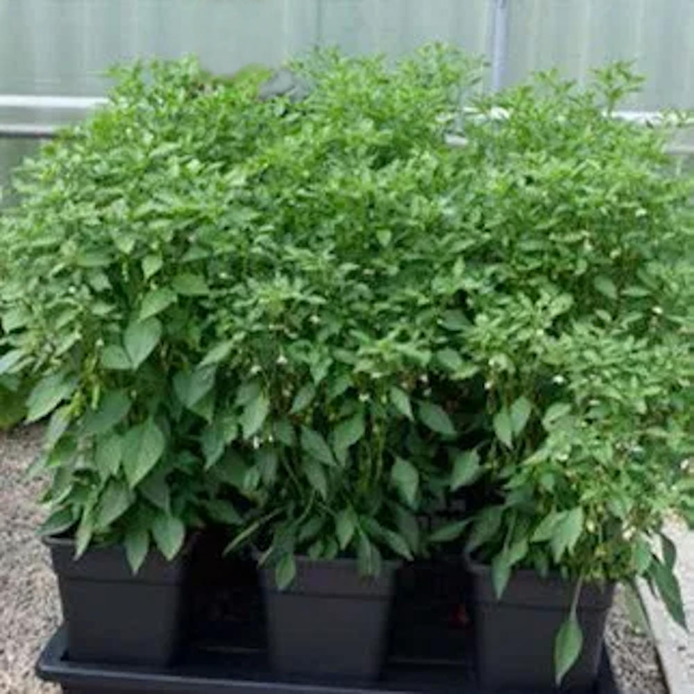 Wilma (Now Origin) XL Recirculating Hydroponic System with 70L Pump