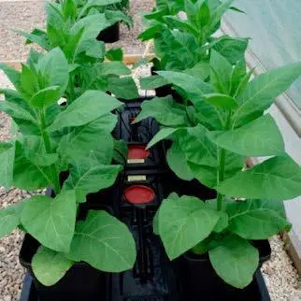 Wilma (Now Origin) XL Recirculating Hydroponic System with 70L Pump
