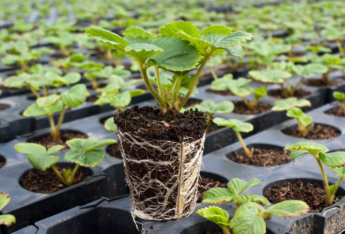 Rooty Plug Propagation cubes (bag of 20)