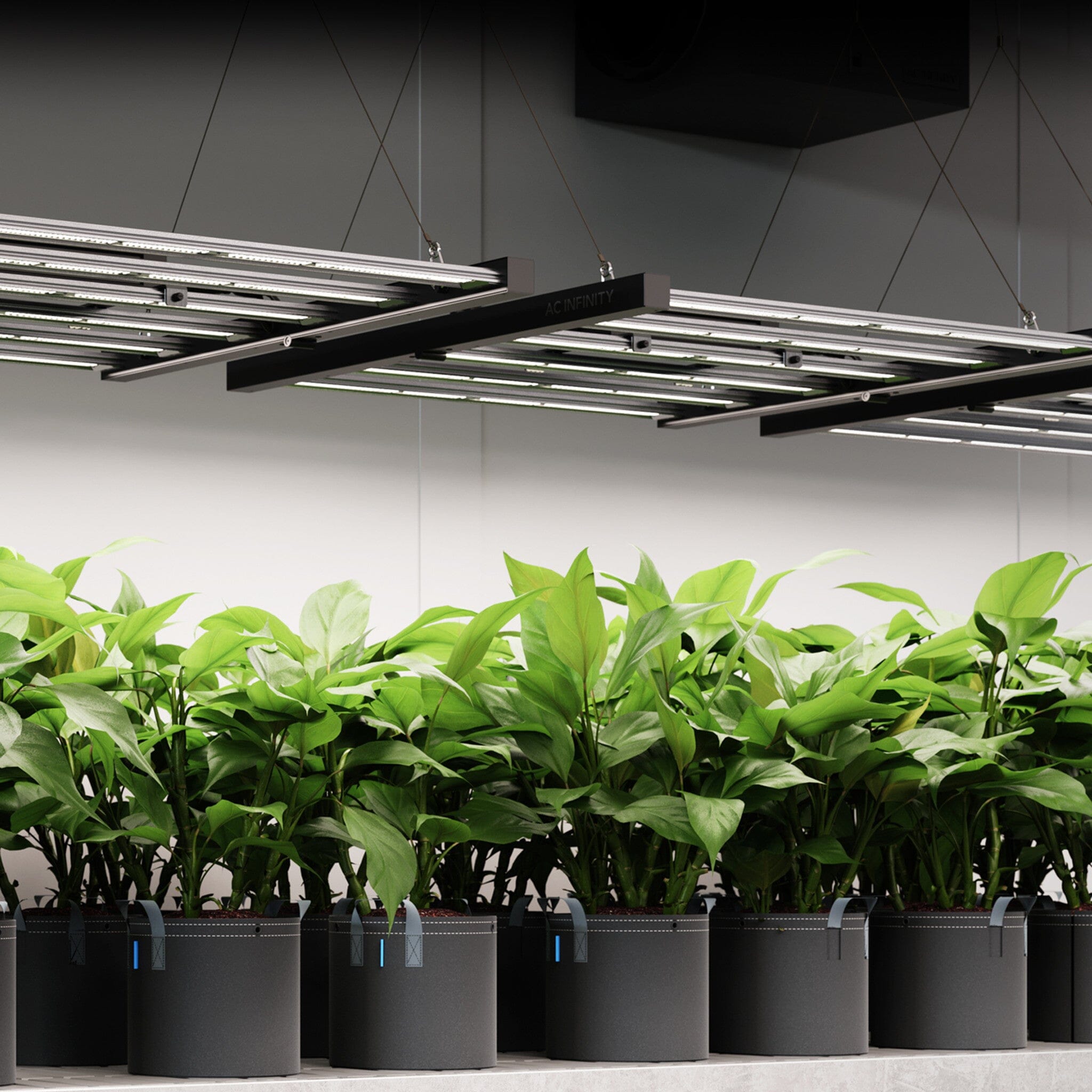 AC Infinity Ionframe EVO3, Samsung LM301H EVO 280 Watt, 2x4 Ft or 60x120 cm flower