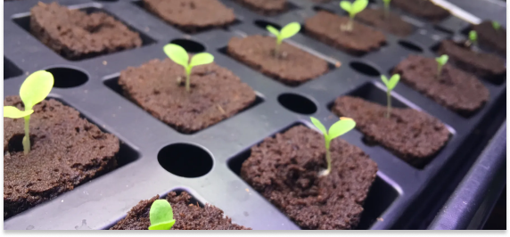 hydroponic garden setup