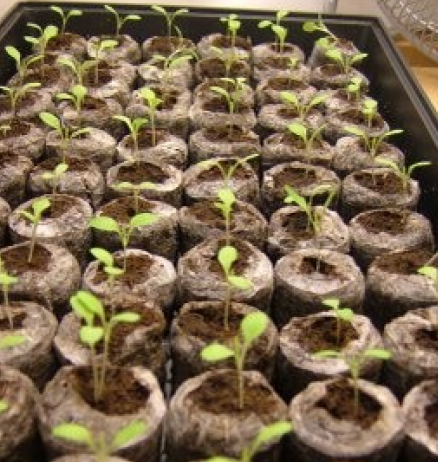 Vertical hydroponic plant setup with LED lights