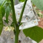 BugforBugs Cucumeris Mites slow release sachet