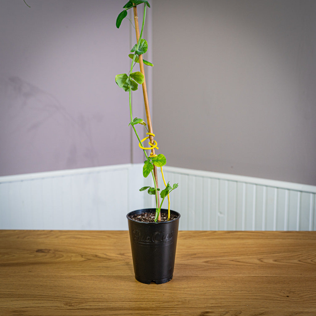 BudTrainer BudCups Easy Transplanting Containers
