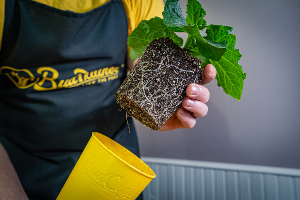 BudTrainer BudCups Easy Transplanting Containers
