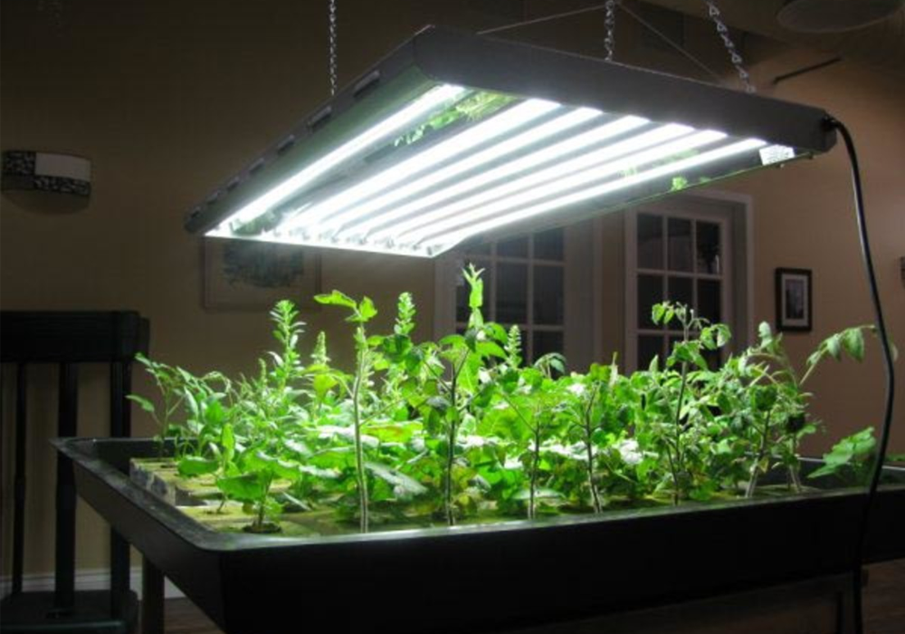 Indoor hydroponic system with plants and lights