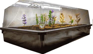 Prop 64 Dome and Tray